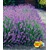 BALDUR-Garten  Blauer Lavendel Lavandula, 3 Pflanzen 1