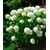 BALDUR-Garten  Schneeball-Hortensie "Annabelle";1 Pflanze 2