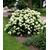 BALDUR-Garten  Schneeball-Hortensie "Annabelle";1 Pflanze 5