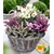 BALDUR-Garten  Sortiment Winterzeit, 4 Pflanzen Erica carnea & Helleborus niger 1
