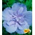 BALDUR-Garten  Gefüllter Hibiskus Chiffon blau 1 Pflanze Hibiscus syriacus winterhart 1