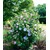 BALDUR-Garten  Gefüllter Hibiskus Chiffon blau 1 Pflanze Hibiscus syriacus winterhart 2