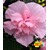 BALDUR-Garten  Gefüllter Hibiskus Chiffon pink 1 Pflanze Hibiscus syriacus winterhart 1