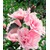 BALDUR-Garten  Gefüllter Hibiskus Chiffon pink 1 Pflanze Hibiscus syriacus winterhart 2