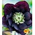 BALDUR-Garten  Gefüllte Christrose Black Swan 1 Pflanze Helleborus 1