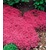BALDUR-Garten  Bodendecker-Kollektion rot und blau,6 Pflanzen 3