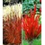 BALDUR-Garten  Rote Gräser-Kollektion,4 Pflanzen 1