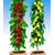 BALDUR-Garten  Säulenobst-Duo "Birne & Kirsche",2 Pflanzen 1