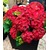 BALDUR-Garten  Freiland-Hortensie "Ruby Tuesday" 12 cm-Topf 1 Pflanze Hydrangea macrophylla 1