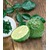 BALDUR-Garten  Kaffir-Limette 1 Pflanze Citrus hystrix Kaffernlimette 1