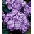 BALDUR-GartenWinterharte Freiland-Hortensie "Miss Saori blue®" 1 Pflanze Hydrangea 1