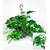 BALDUR-GartenHängepflanze Efeutute,1 Pflanze 2
