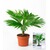 BALDUR-GartenPalme "Livistona Rotundifolia",1 Pflanze 2