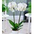 Phalaenopsis Orchidee, 2 Triebe, "Weiß",1 Pflanze 1