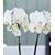 Phalaenopsis Orchidee, 2 Triebe, "Weiß",1 Pflanze 3