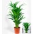 BALDUR-GartenAreca Palme ca. 60-70 cm hoch, 1 Pflanze 2