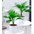 BALDUR-Garten  Palmen Duo,2 Pflanzen 1