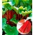 BALDUR-GartenImmertragender Rhabarber "Livingstone",1 Pflanze 1