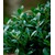 BALDUR-Garten  Luxus® Globe der Buchs-Ersatz,1 Pflanze 5