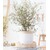 BALDUR-Garten  Maori® Sophora Cotoneaster "Little Baby",1 Pflanze 1