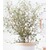 BALDUR-Garten  Maori® Sophora Cotoneaster "Little Baby",1 Pflanze 2