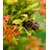 Bienenstrauch "Honeybee®",1 Pflanze 3