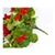Géraniums lierres rouge 2