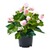   Begoniaplantje  roze