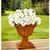 Struikmargriet wit 2