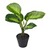 vivaDOMO®Deko-Pflanze "Ficus" 1