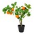 vivaDOMO®  Zitrusbaum  Mandarine