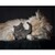 Die Höhle der LöwenSpielzeug für Katzen "CatLABS"  Katze mit Katzenminze 6