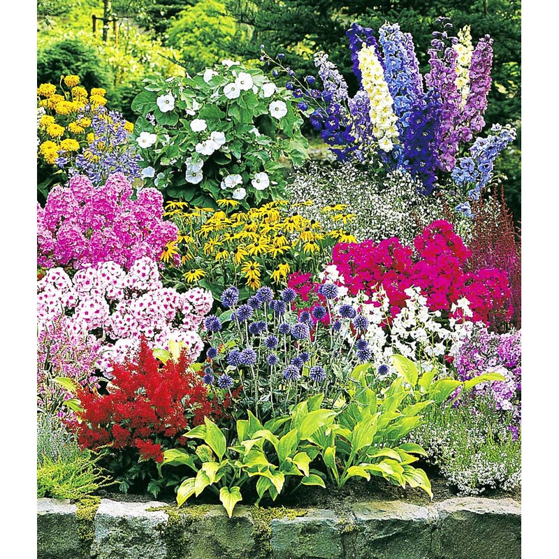 baldur garten buntes staudenbeet multi colour staudengarten stauden sortiment 12 pflanzen online kaufen die moderne hausfrau
