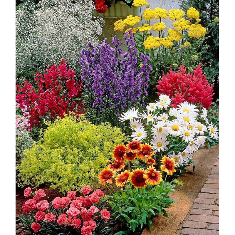 baldur garten bunter staudengarten staudenbeet stauden sortiment 9 pflanzen rote astilbe weisses schleierkraut orangerote kokardenblume b online kaufen die moderne hausfrau
