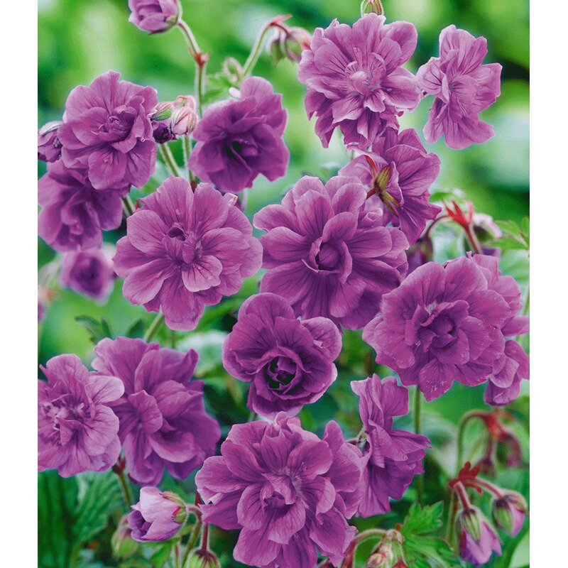 Winterharte Geranien 'blaue Birch Double®' 2 Knollen Geranium
Himalayense