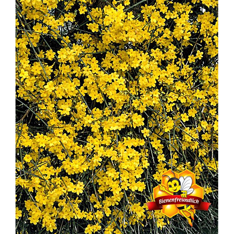 Baldur Garten Echter Winter Jasmin 1 Pflanze Jasminum Nudiflorum Online Kaufen Die Moderne Hausfrau