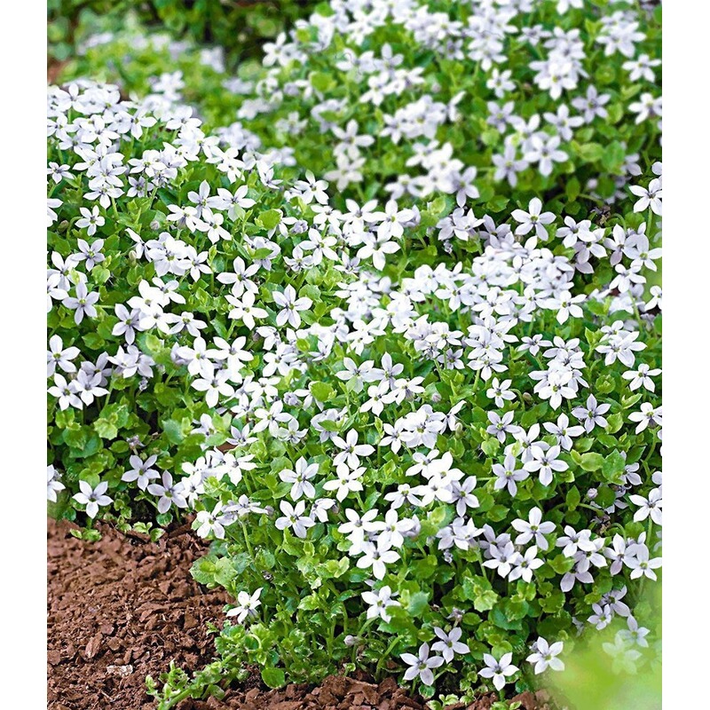 Isotoma White Splash Dehner