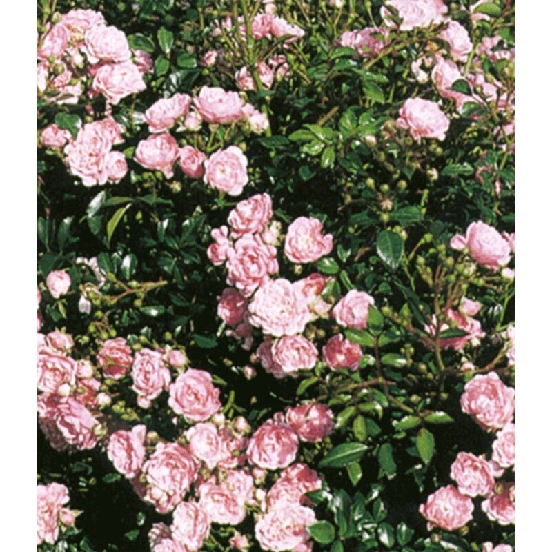 Baldur Garten Rosen The Fairy 1 Pflanze Bodendeckerrose Online