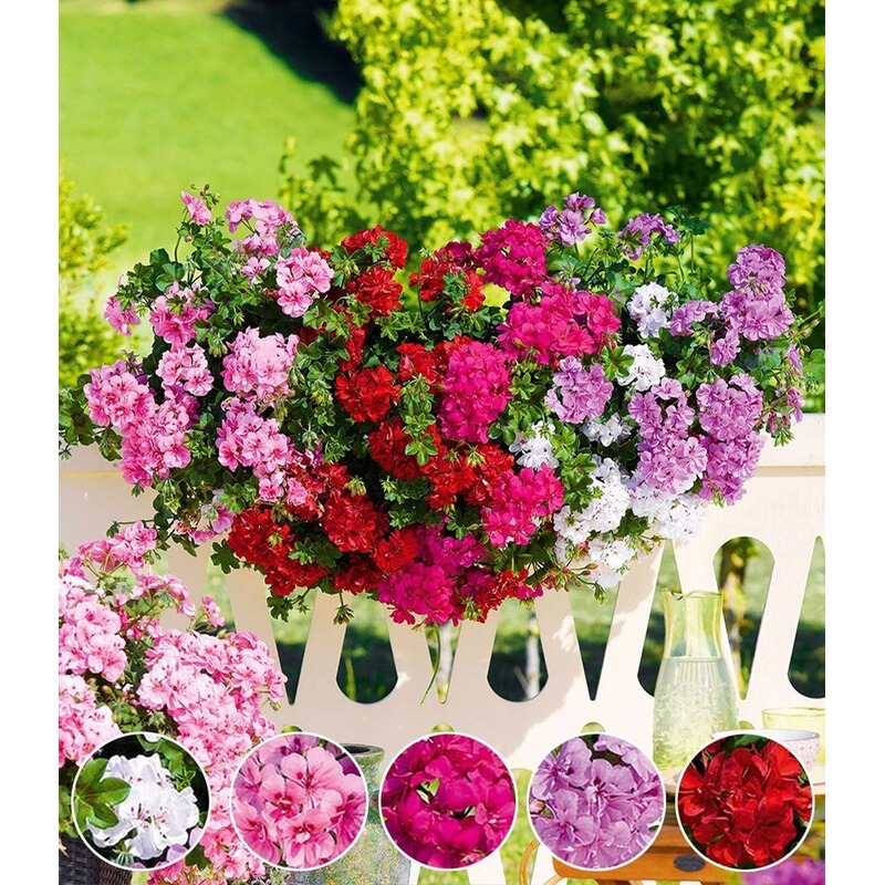 Silberregen Silver Falls Geranie Grandeur Classic Pink Elfenspiegel Mareto Bicolor Rose Geranien Balkonbepflanzung Bepflanzung